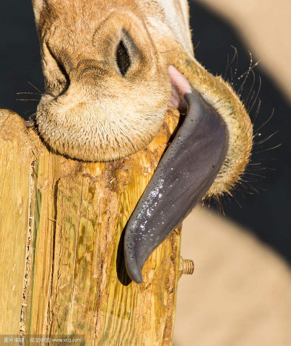 英国的电线时常严重失灵, 而肇事者竟然是喜欢舔电线的长颈鹿