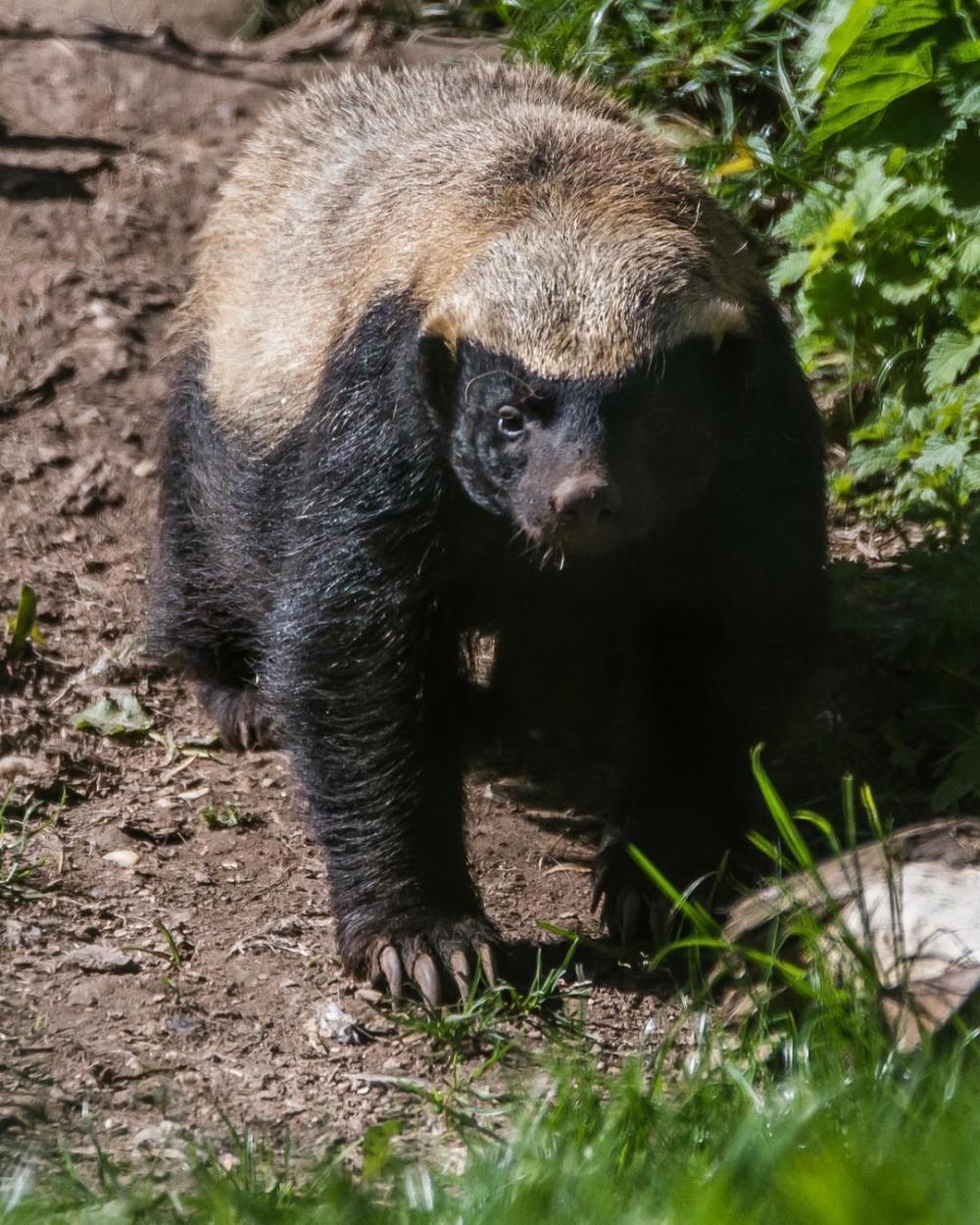 平头哥是种什么动物? 它有没有天敌?
