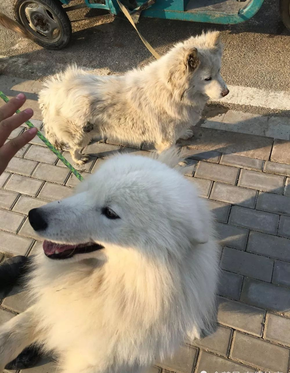 两只情商不同的萨摩耶,一只惹人喜爱,另一只像土狗被主人追着打