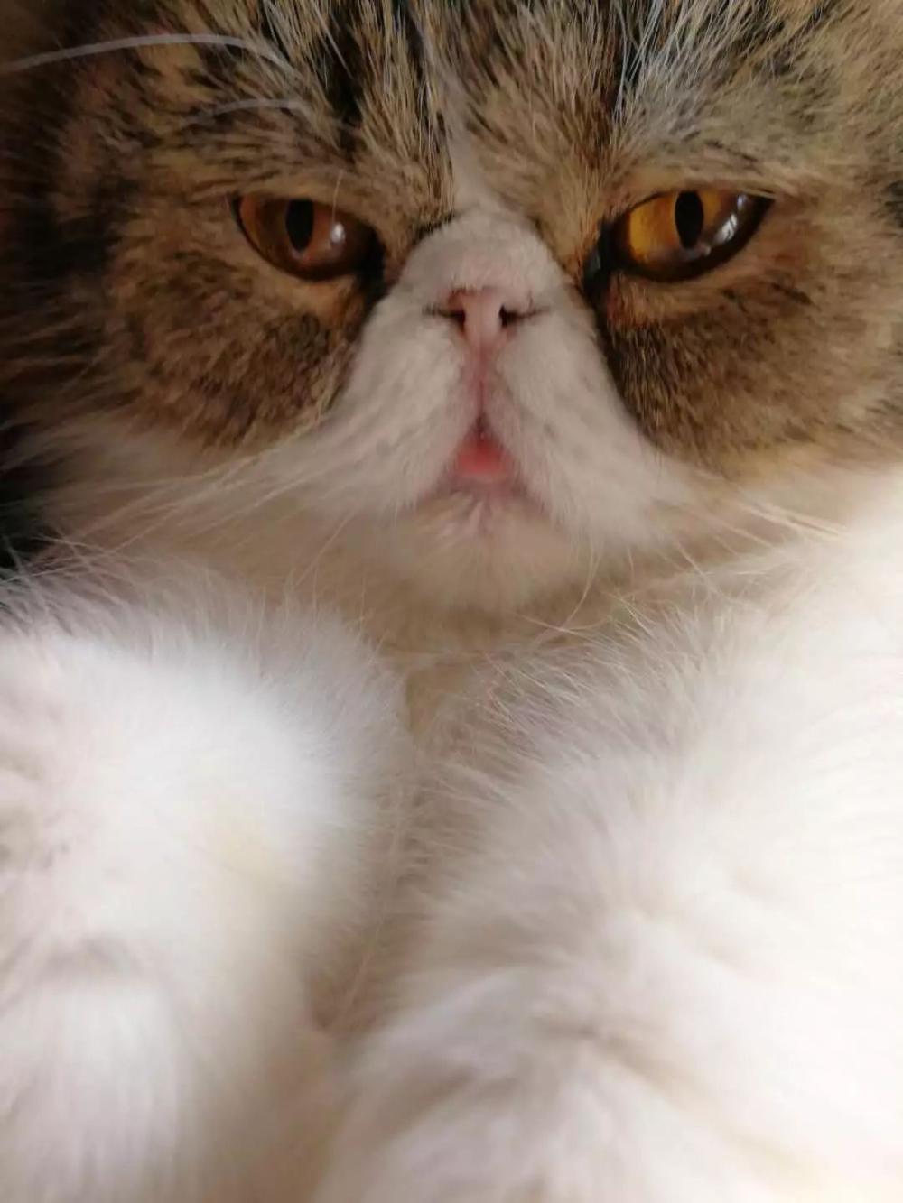 小胖猫躺在篮子里只露出个胖脑袋冲铲屎官吐舌头, 太可爱了