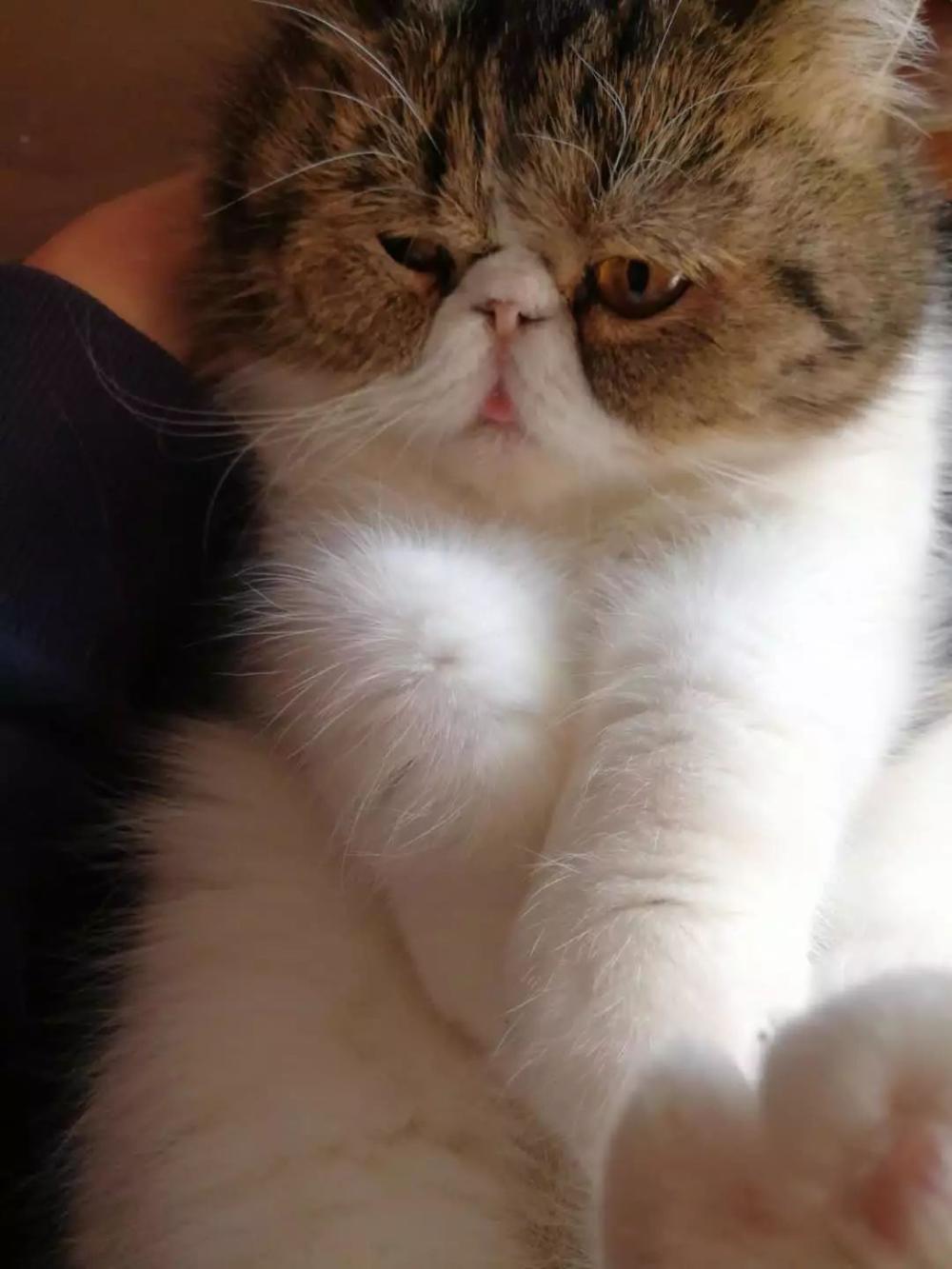 小胖猫躺在篮子里只露出个胖脑袋冲铲屎官吐舌头, 太可爱了