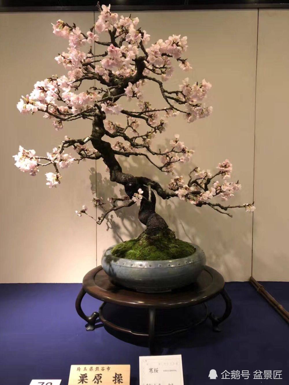 日本的国风盆景展在你看来怎么样