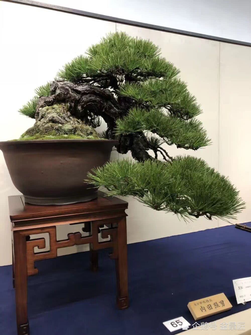 日本的国风盆景展在你看来怎么样