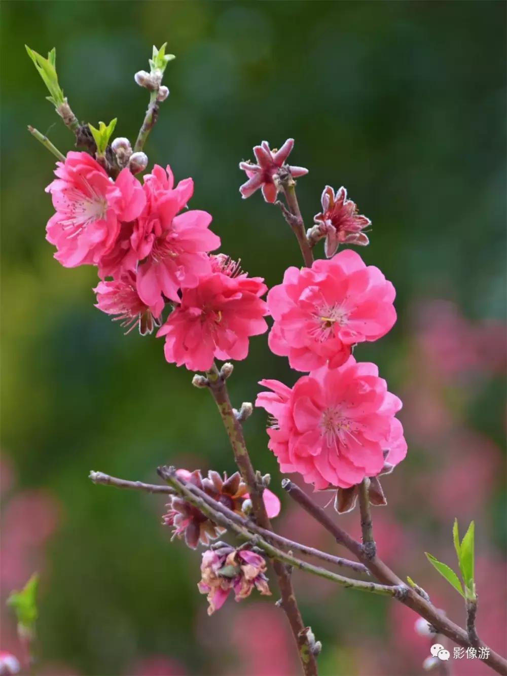 想今年桃花运旺旺吗?赶紧来莲花山公园桃花林吧!