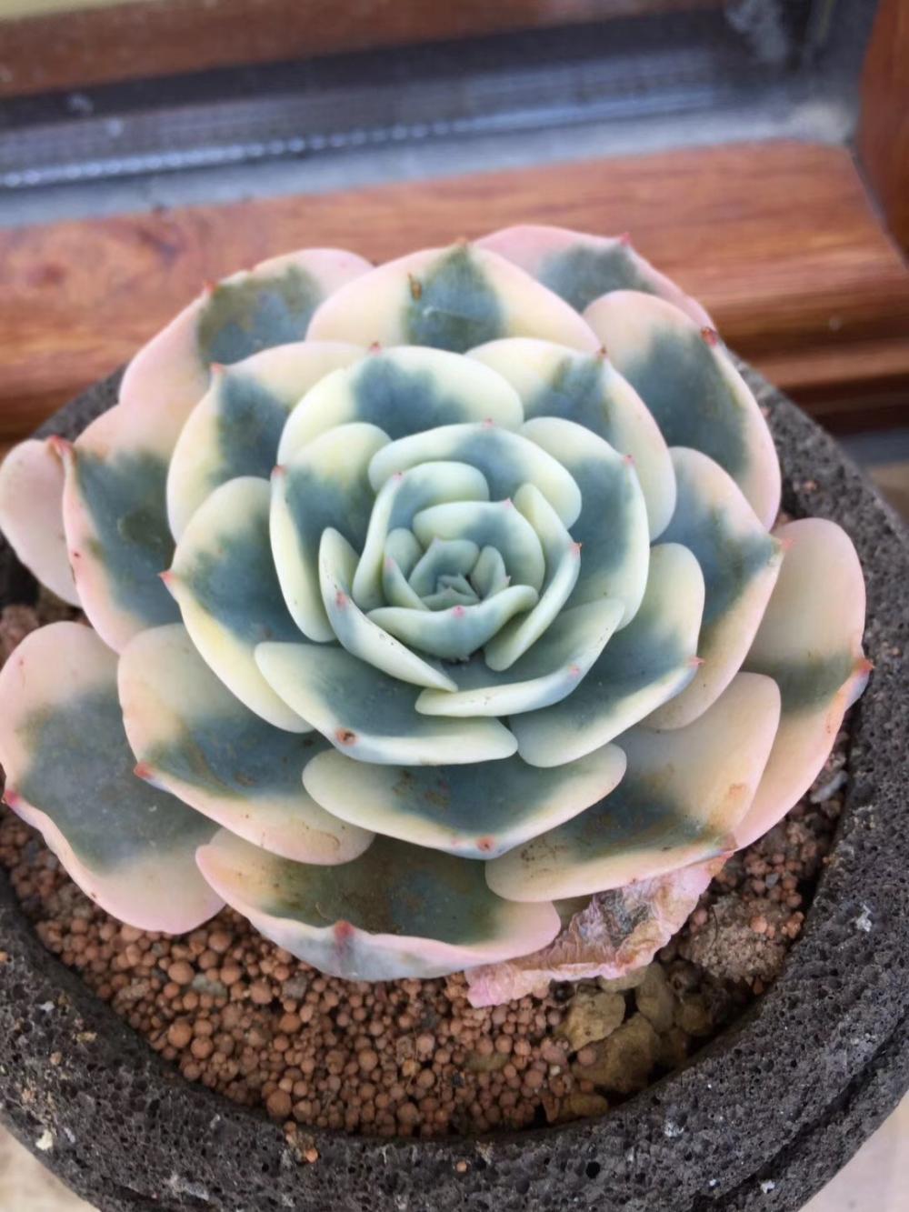 春季养护这样做, 多肉很快蹭蹭长