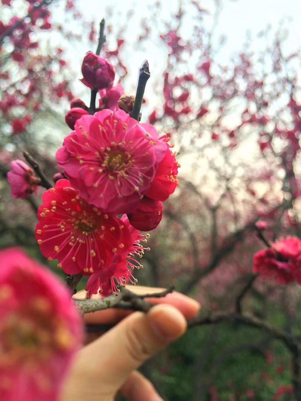 南京市花--十里梅花艳, 2018中国南京国际梅花节欢迎您得到来|梅花山|