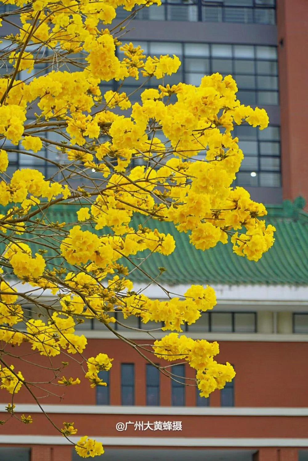 风铃木花(红色风铃木花)