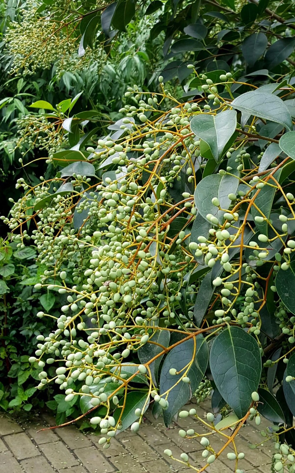 植物百科(十六)女贞子