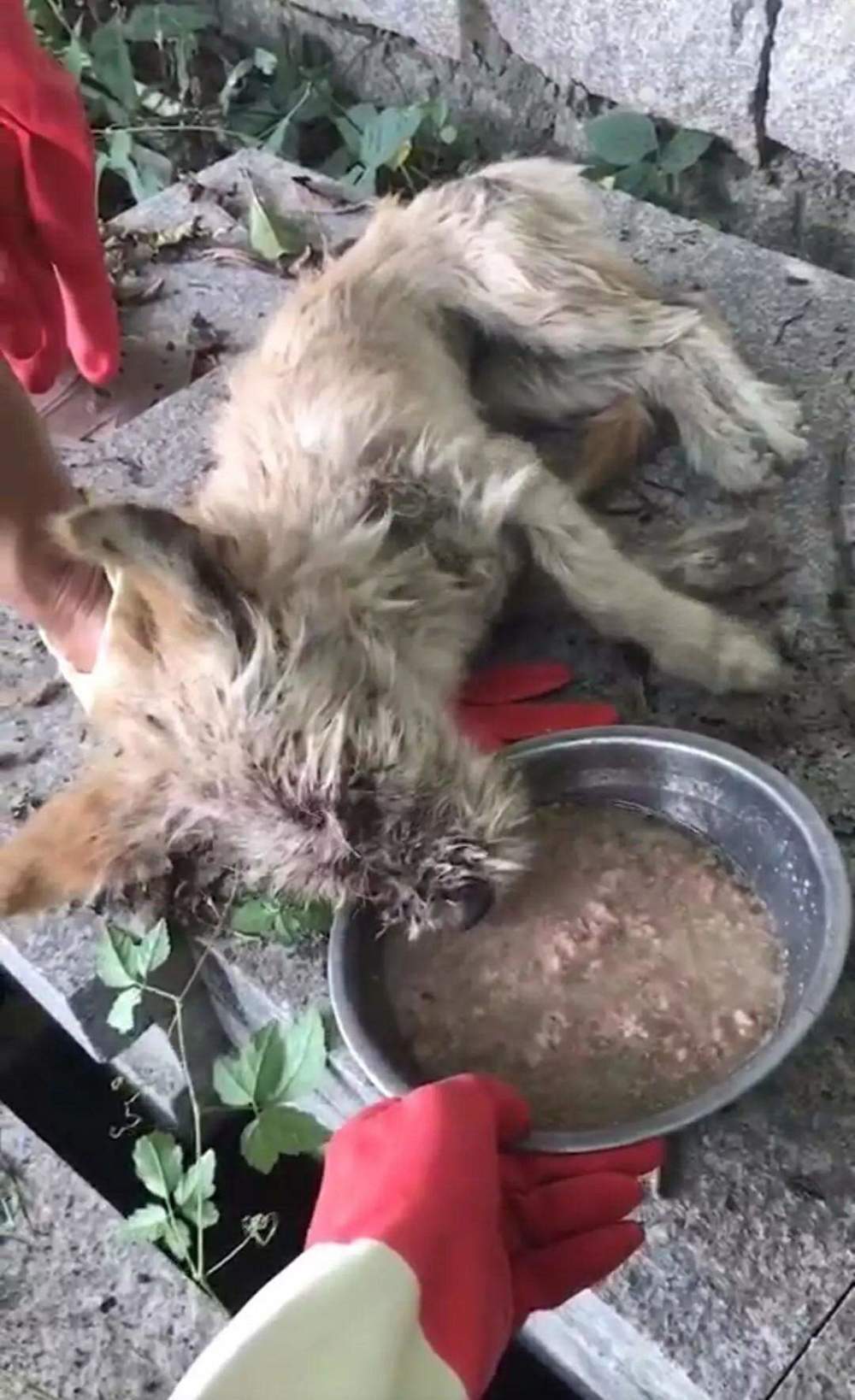 伤心,那只被打伤装在编织袋的小狗,最终还是走了.