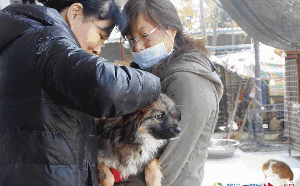 寒冬已至襄阳200多只流浪狗急待救助