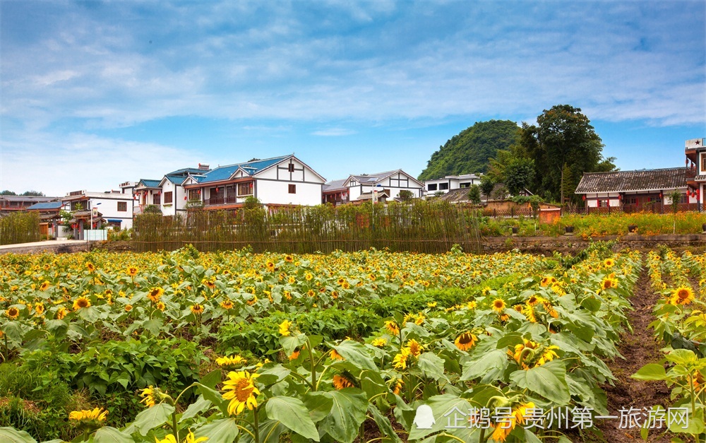 贵州遵义市播州区枫香镇花茂村大力发展乡村旅游