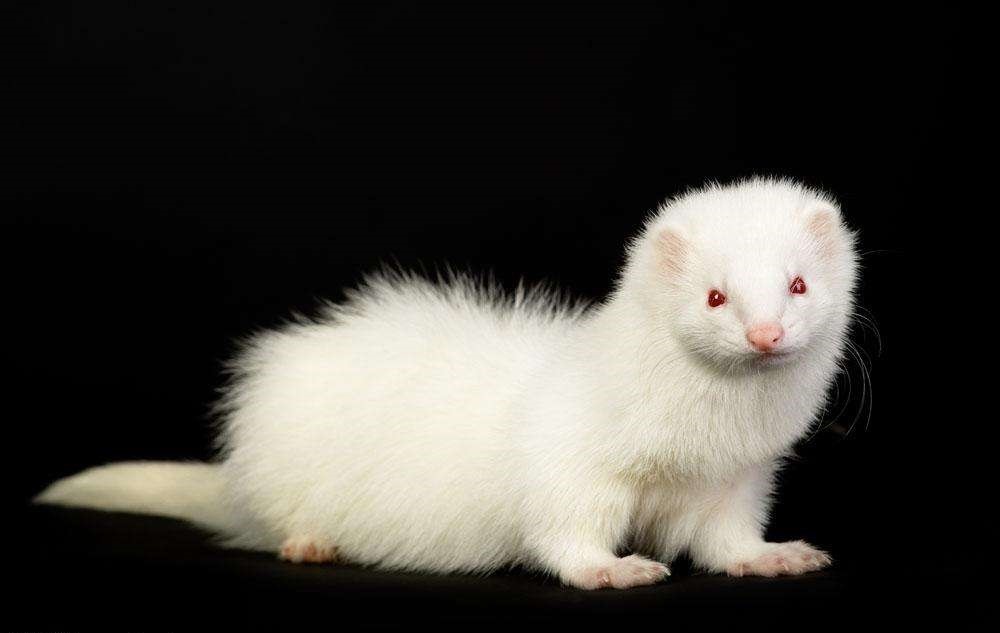 五大仙之一的貂应该怎么养在家?