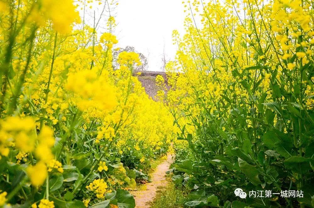 椑木鎮油菜花開待君來,找尋春天的記憶,或許有你要的