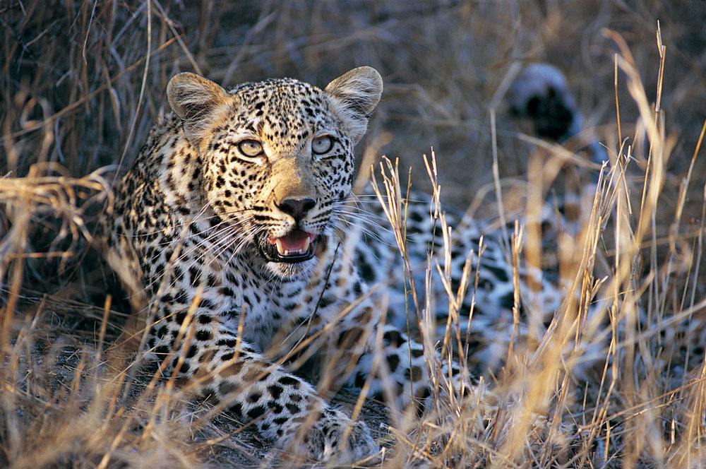 工作人员在秦岭山区拍到带崽金钱豹