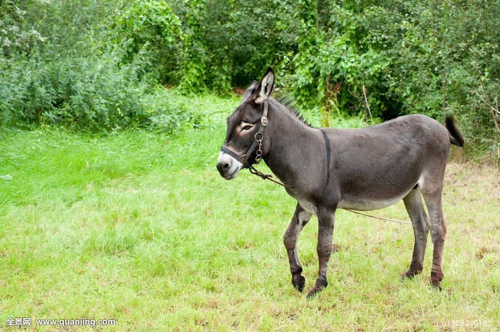 农村有种说法叫打死不吃骡子肉这是吃了有毒