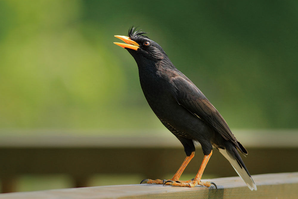 八哥吃什么食物 八哥鸟属于杂食性动物