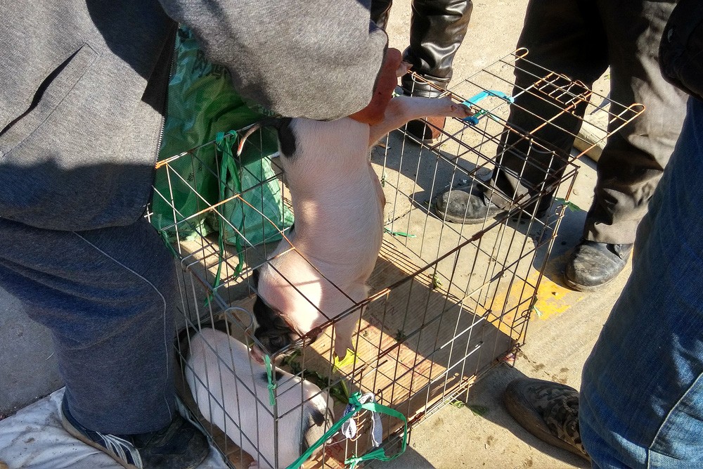 农民大哥赶集卖香猪仔火了:每头200元年销售500头,年入超10万元