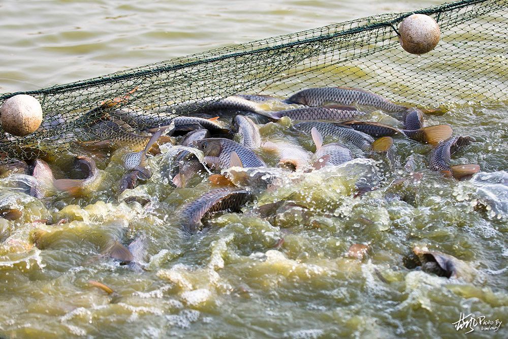 农村养鱼户过年清塘现捞现卖生意火爆一筐筐黄河鲤鱼太喜人