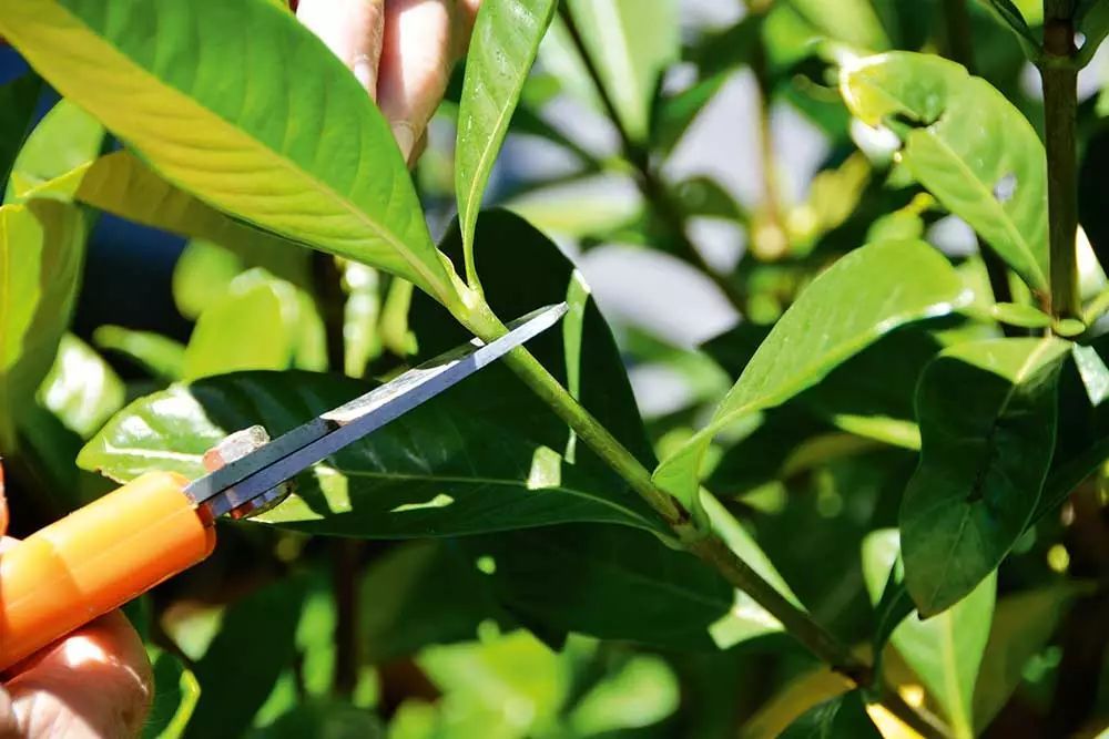 修剪植物剩下的枝条不要丢,做好这4点,直接插在土壤中就能活|枝条|植物|土壤_新浪新闻