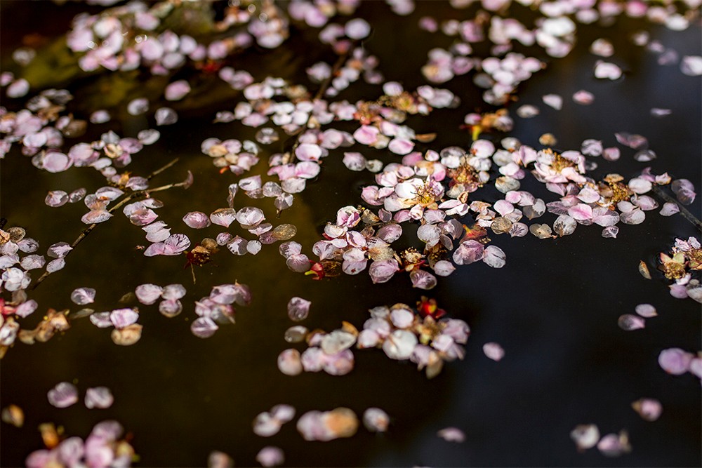 到福州林阳禅寺梅花将要凋谢时我带着伤感拍下了这些画面