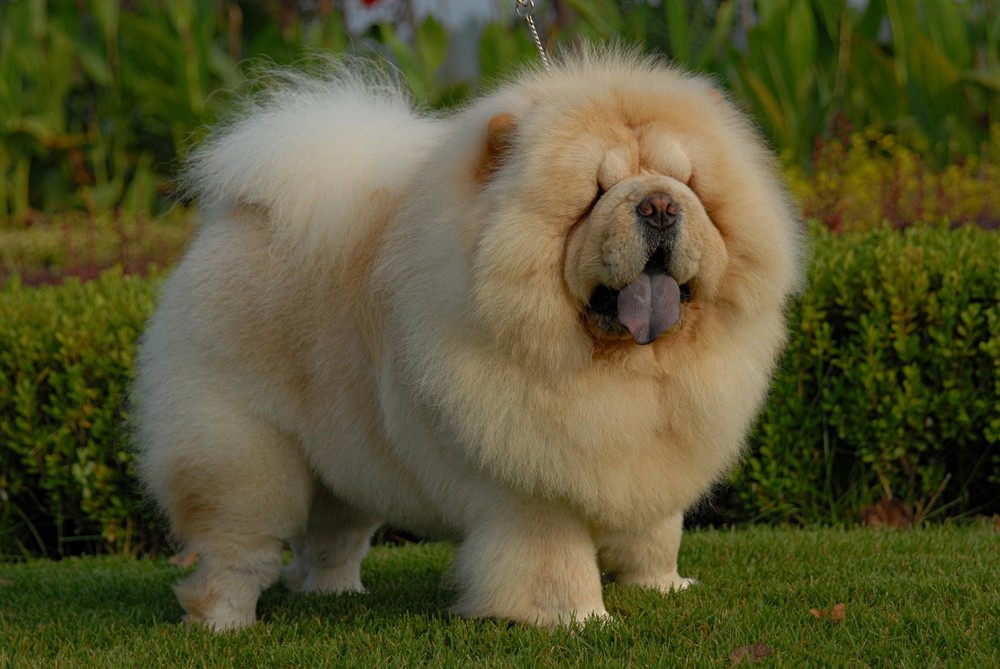 当呆萌松狮遇上二货主人,换了个新发型后居然神似某明星!