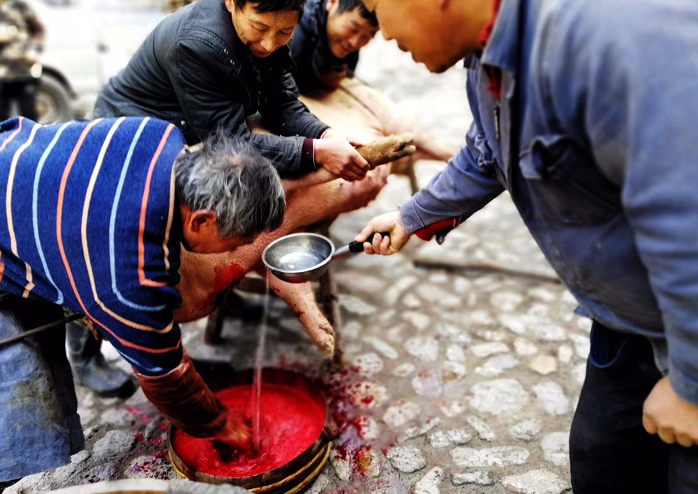 农村快过新年时,一般是这样宰猪的,你见过吗?