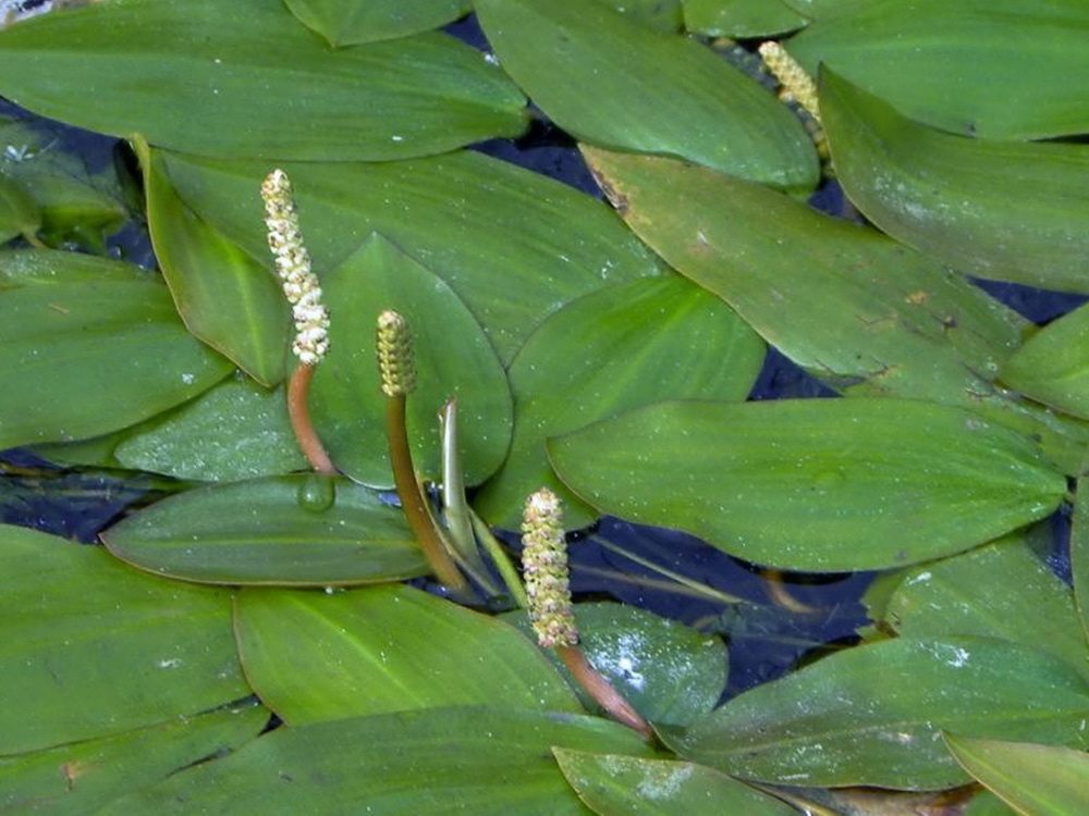 农村稻田里一种水生野草,让农民痛恨不已,却能清热解毒驱蛔虫|眼子菜