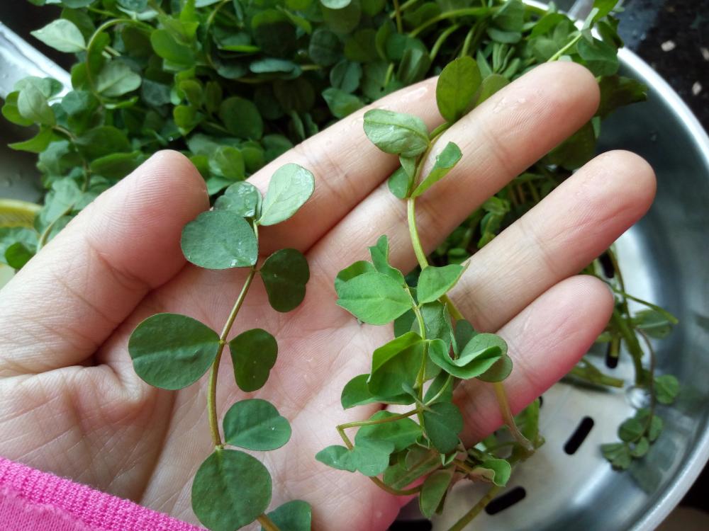 春天才能吃到的草娇嫩鲜美清肠瘦身