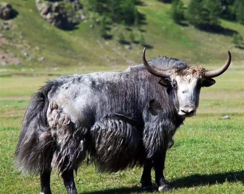 180头牦牛过冰河致坍塌, 死亡107头, 一头牦牛究竟价值多少?