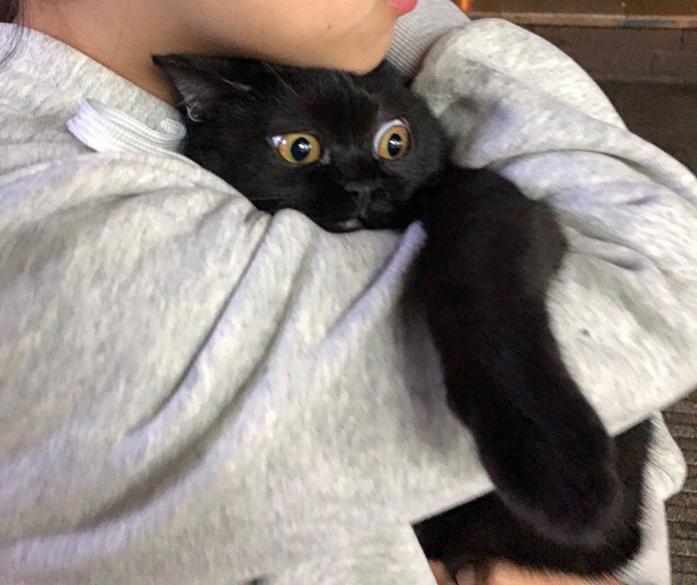 这只猫惊恐的小眼神要火!