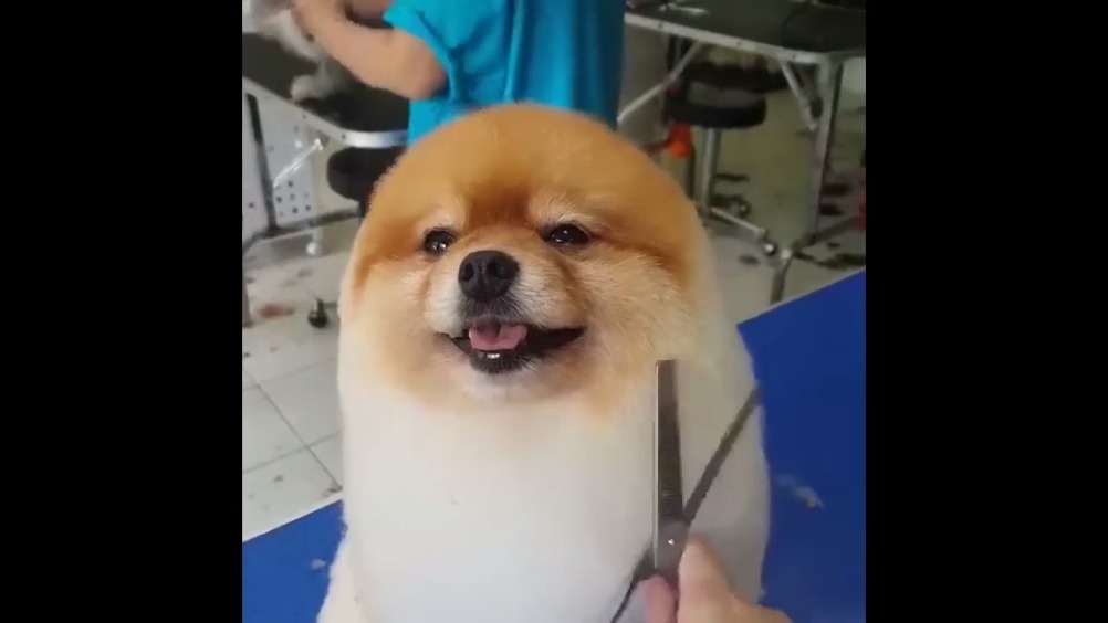 给狗狗汪星人 剪发, 看起来像一个棉花糖海豹小萌宠