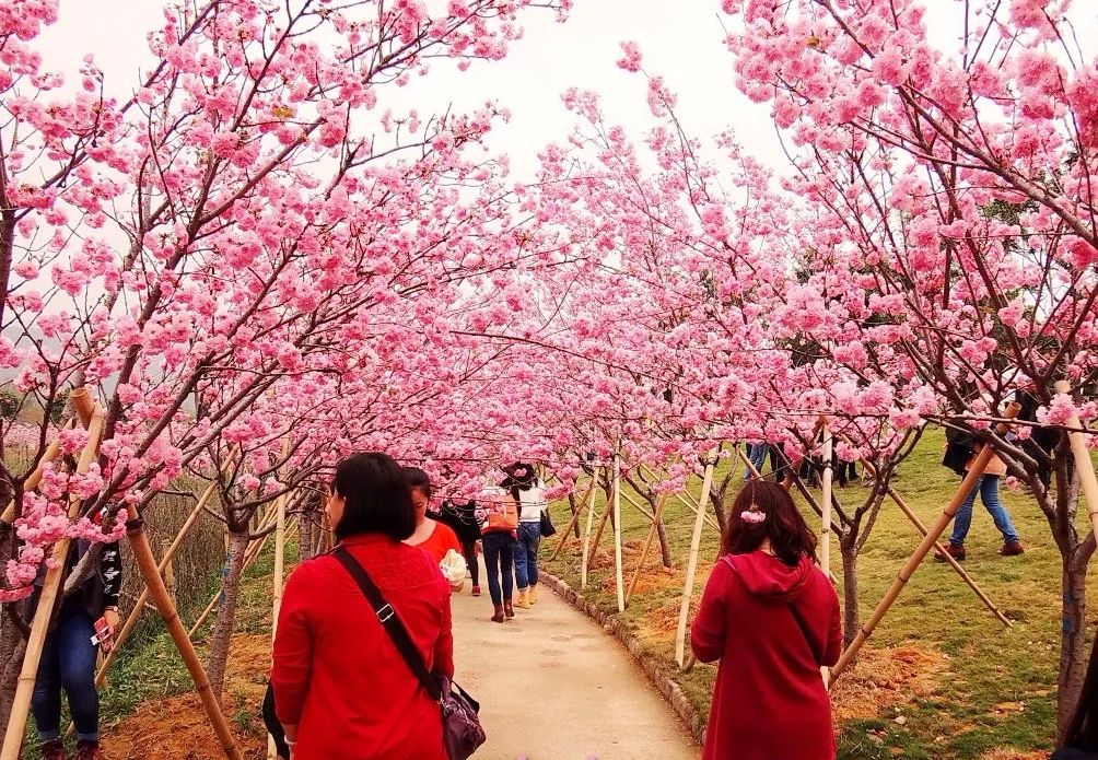 广东3大樱花节震撼来袭,此时樱花如美人!
