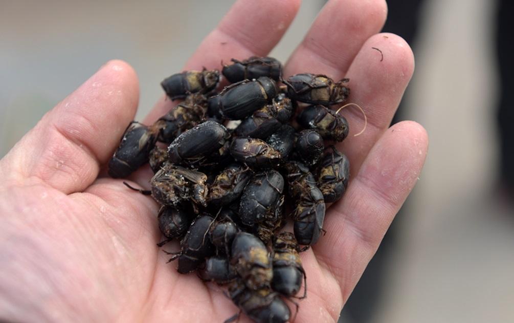 农村集市这种重口味美食很受欢迎, 围观的路人多买的也不少