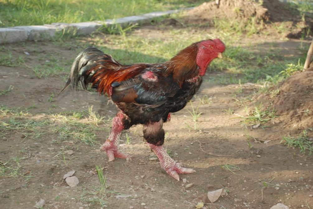 越南"变异鸡"卖到一万元, 一对鸡爪就两千块, 你想吃吗?