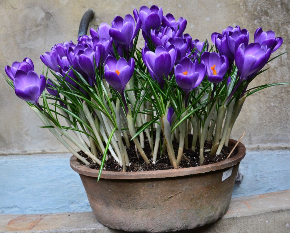 春节开花灿烂的5种球茎花卉,种在花盆里美如画