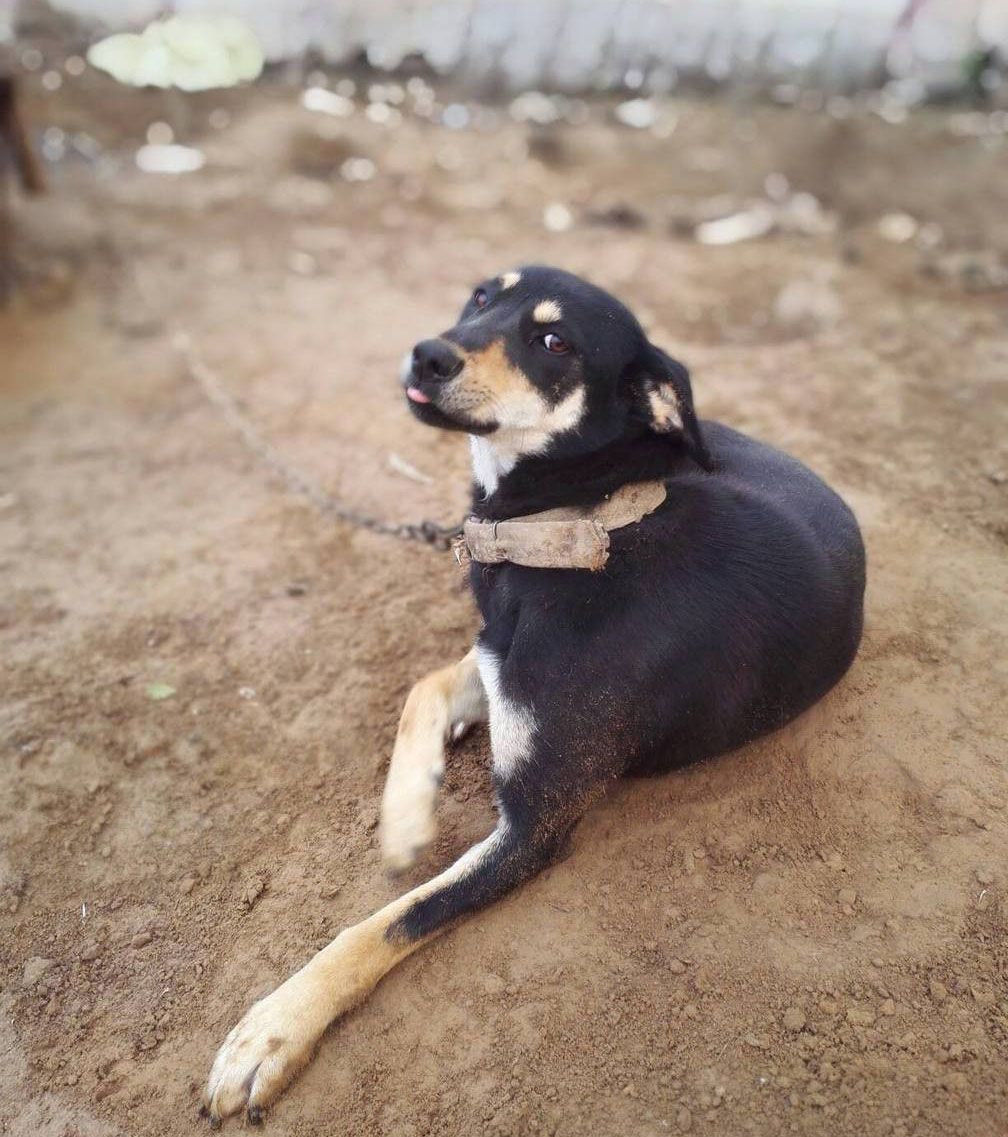 中华田园犬里的四眼土狗，只因身上国产标签即将消失
