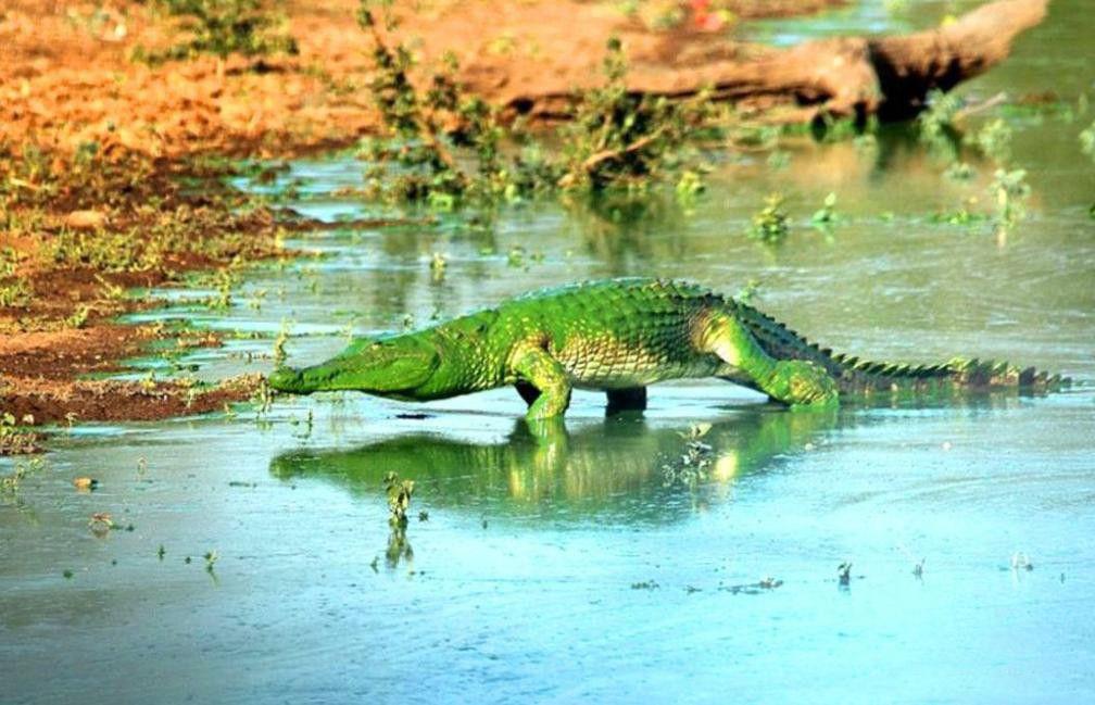养宠物鳄鱼可以吗 你知道哪些野生动物能合法饲养