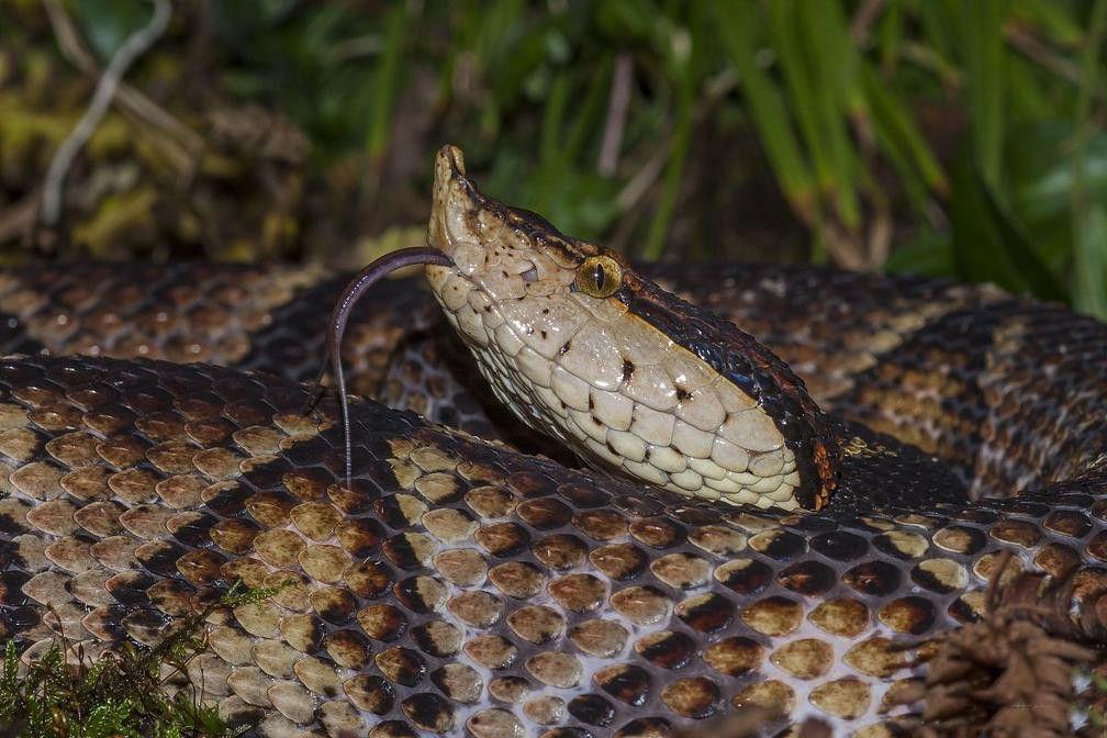 中国最毒的4种毒蛇, 被它咬到不痛不痒想睡觉的话就完了