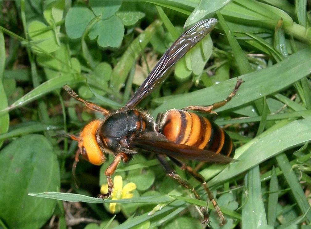 世界级致命毒蜂: 中国大虎头蜂入侵欧洲, 每天吃掉50只蜜蜂