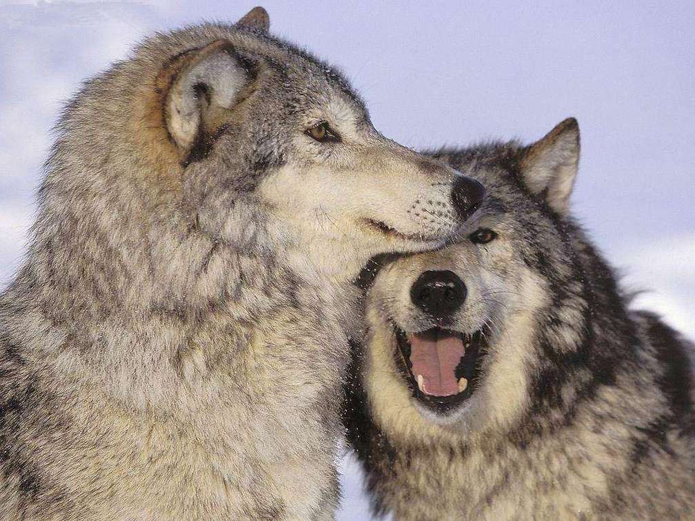 狼与哈士奇对比上的区别,看眼睛是最佳的辨认方法|哈士奇|眼睛|你的眼