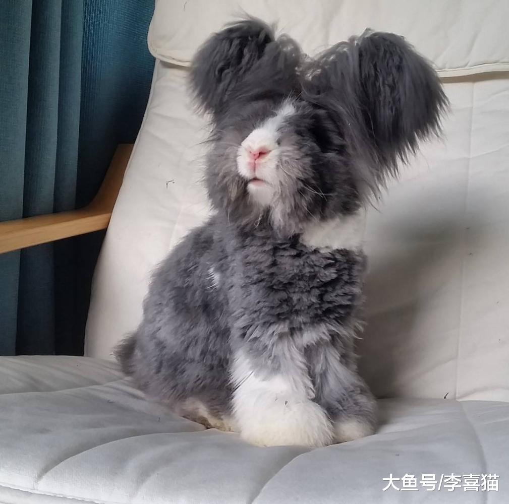 自带忧郁气质的安哥拉兔, 这坨毛线球长的太有特色了