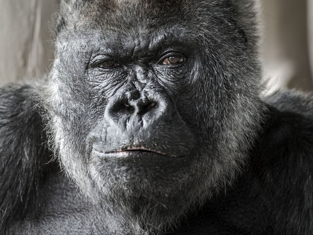 蚂蚁庄园生态保护问题 中华金叶榆与滇金丝猴的故事