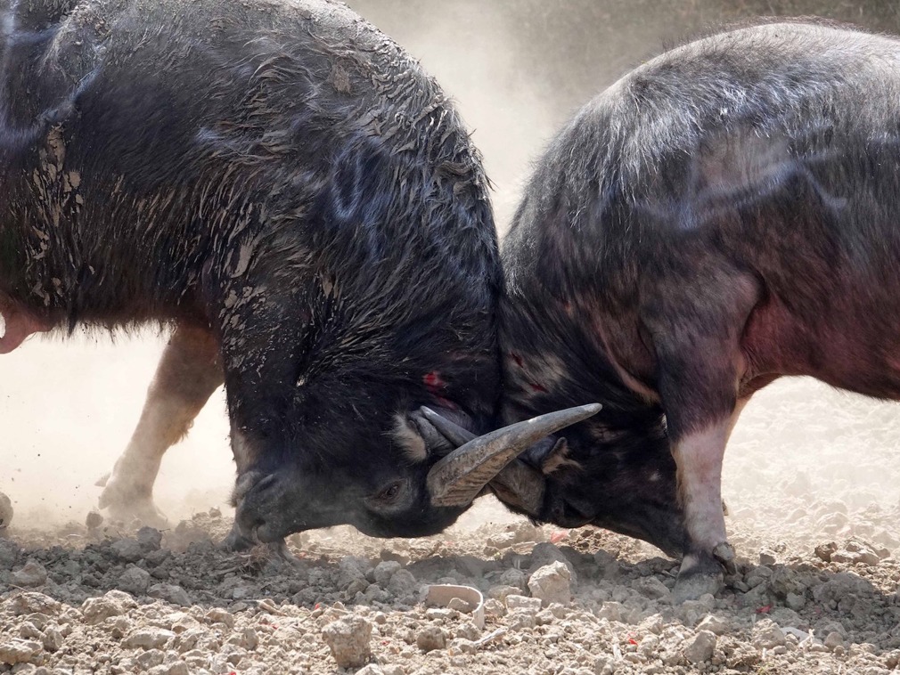 中国贵州省贵阳市花溪区高坡乡沙坪村苗族村民举行一年一度的斗牛迎