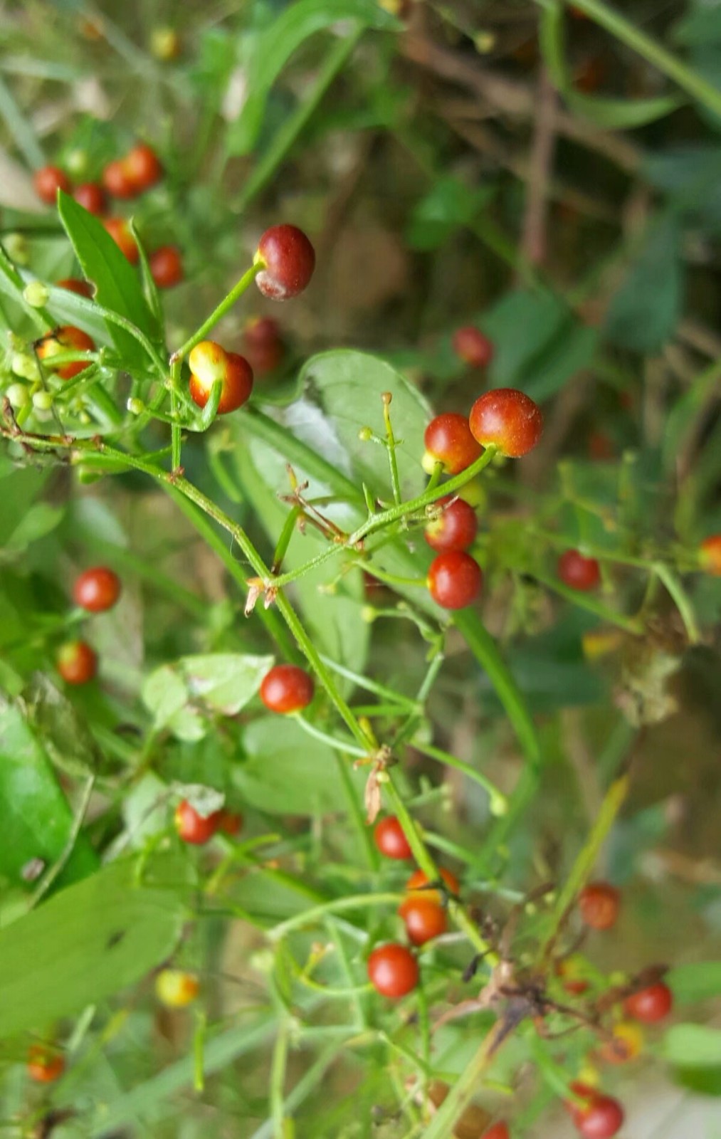 茜草有消淤滞,通血脉的作用,可以用于治疗血淤闭经,跌打损伤等症,用