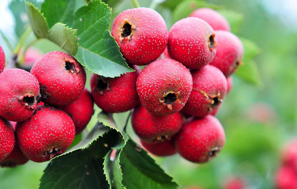 冬天适合给小孩子吃的十种水果,孩子少生病,建议父母收藏