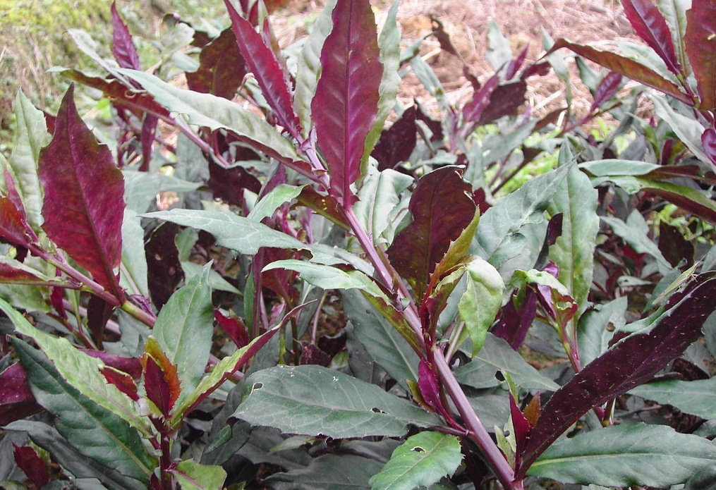 农村地里的紫背菜既能观赏又能吃还是天然补血野