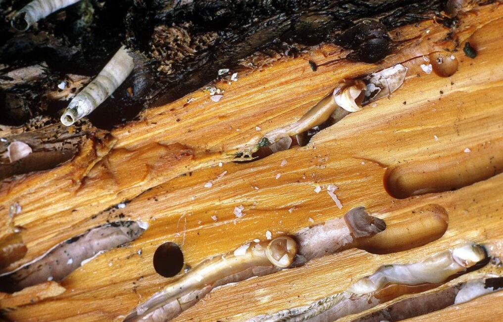 渔民船被虫咬坏反而很开心,取出里面的虫子做成美食一家人吃