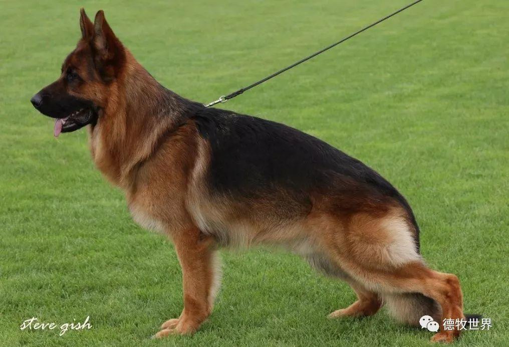德牧世界_德国牧羊犬名犬赛事