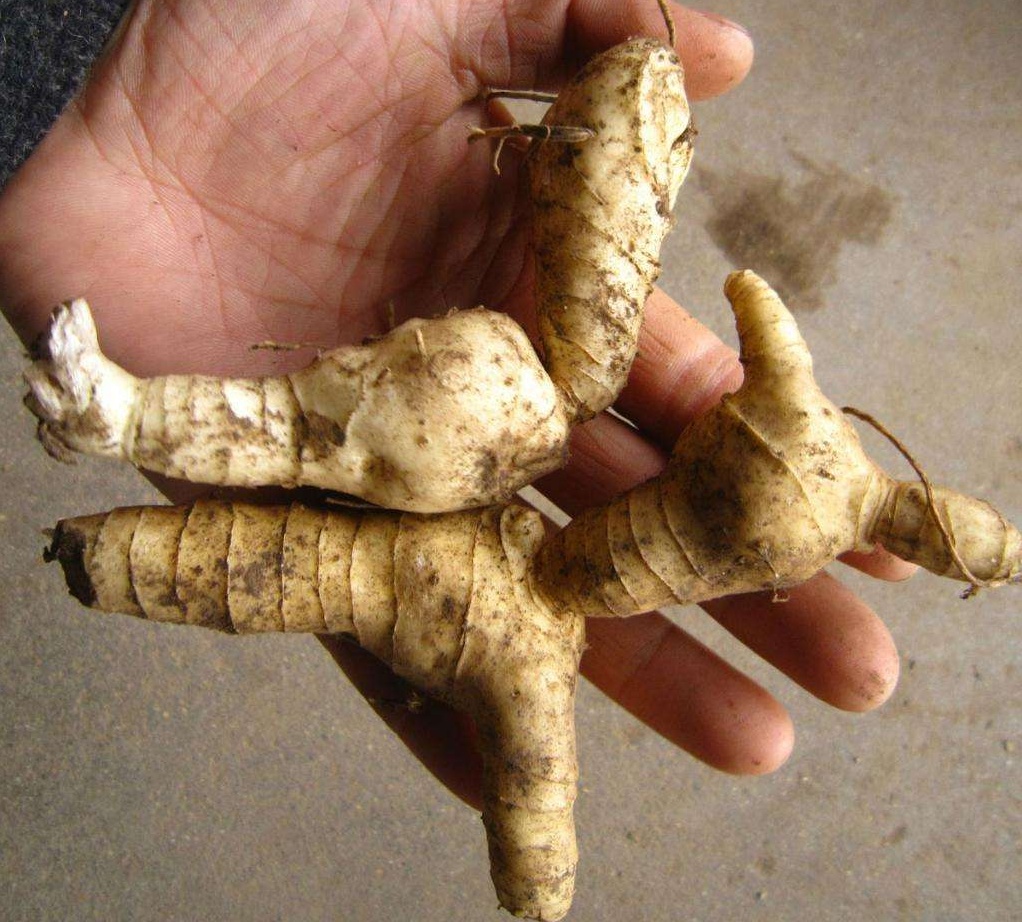 很像生姜,不识货的人还以为是野生生姜,但它却是一种功效堪比人参的滋