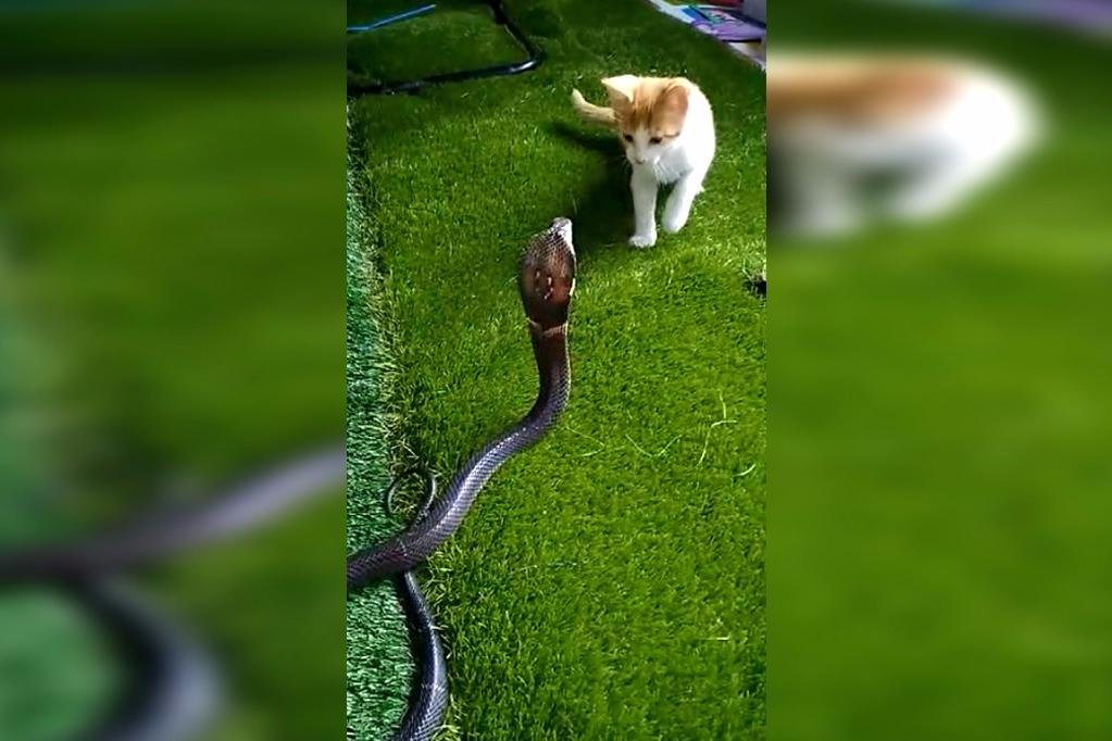 小猫居然在挑衅眼镜蛇,看的我直冒冷汗